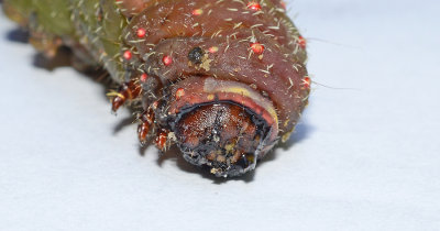 Luna Moth Caterpillar  (Head)