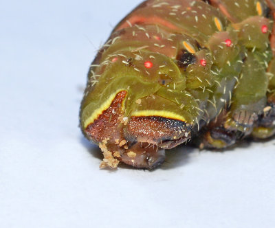 Luna Moth Caterpillar (Tail)