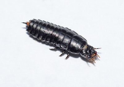 Ground Beetle Larva 