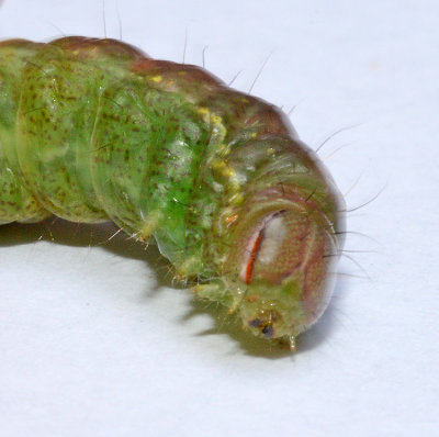 Variable Oakleaf Caterpillar Moth (7998)