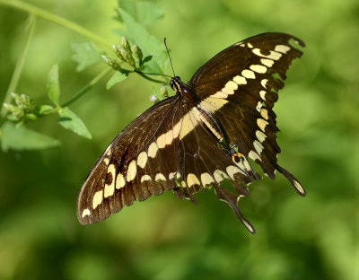 Giant Swallowtail (Open)