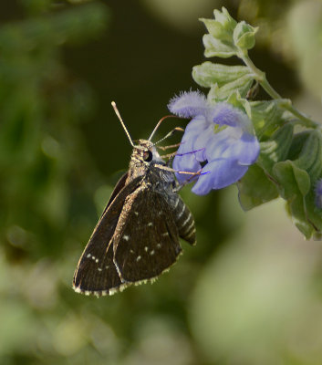 Celias Roadside Skipper 