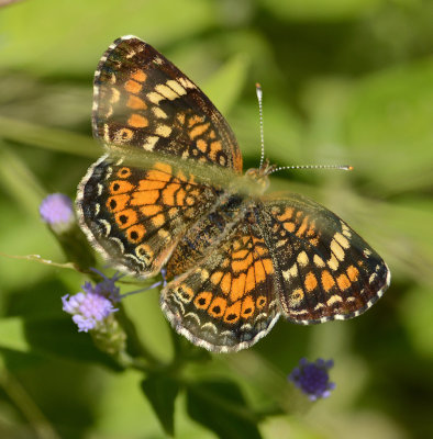 Pearl Crescent (Female)