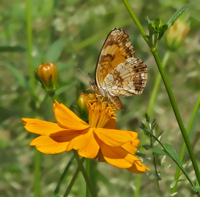 Pearl Crescent (Female)