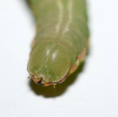 Angulose Prominent Moth Head (7920)