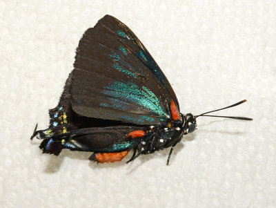 Great Purple Hairstreak 