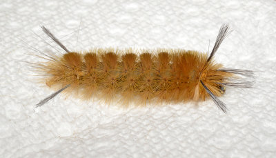 Banded Tussock Moth Caterpillar (8203)