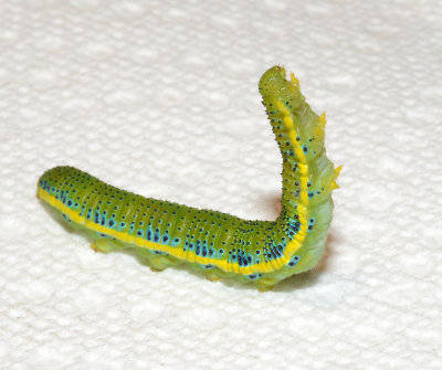 Cloudless Sulphur Caterpillar (4228)