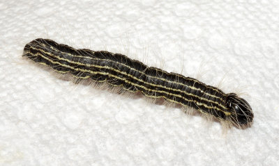 Anguss Datana Moth Caterpillar (7903)