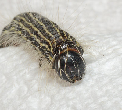 Angus's Datana Moth Caterpillar (7903)