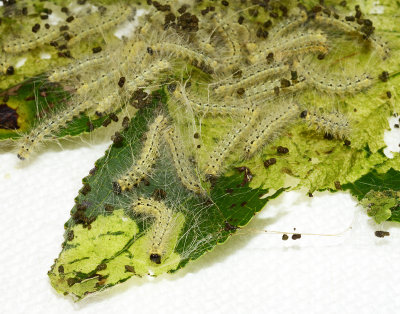 Fall webworm moth caterpillars Northern Race (8140)