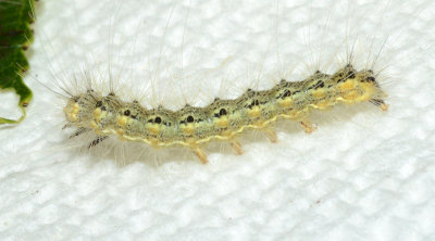 Fall Webworm Moth (8140)
