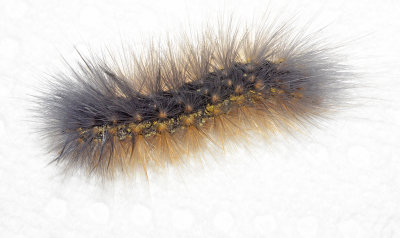 Salt Marsh Moth Caterpillar (8131)