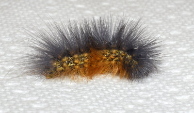 Salt Marsh Moth Caterpillar (8131)