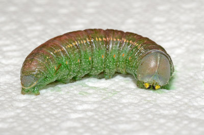 White-dotted Prominent Moth Caterpillar (7915)