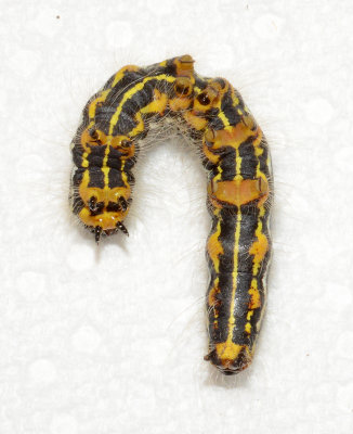 Contracted Datana Moth Caterpillar (7906)