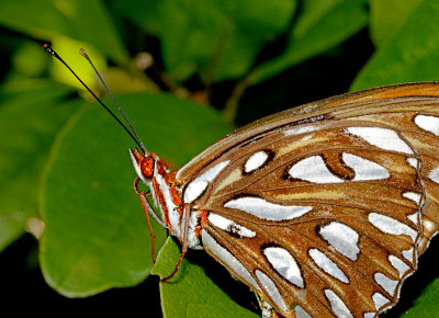 Lateral view closed wings