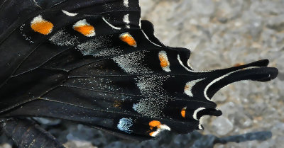 Tiger Swallowtail Black Form