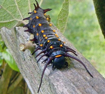 Pipevine Swallowtail Caterpillar