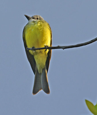 Tropical Kingbird