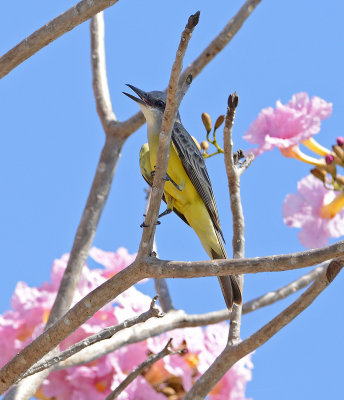 Tropical Kingbird