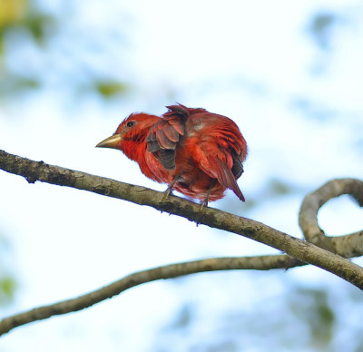 Summer Tanager (Male)