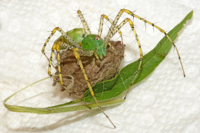 Green Lynx Spider with Egg Sac