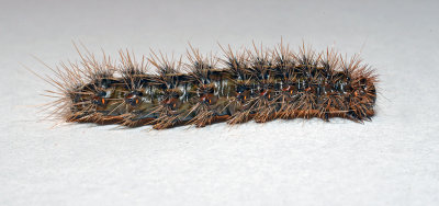 Harnessed Tiger Moth Caterpillar (8169)