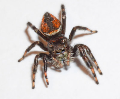 Brilliant Jumping Spider