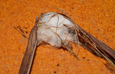 Brilliant Jumping Spider Nest