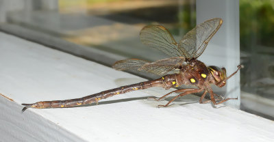 Fawn Darner 4.0.jpg
