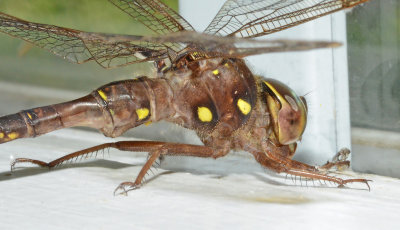 Fawn Darner