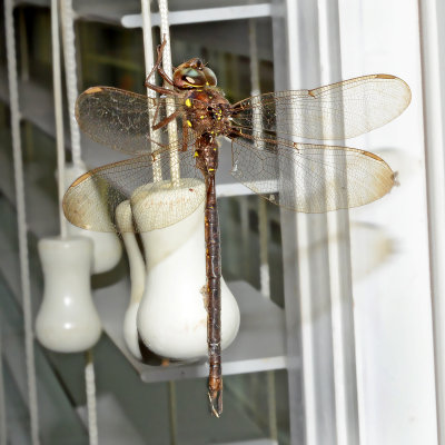 Fawn Darner