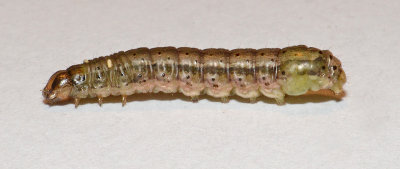 Fall Armyworm Moth Caterpillar