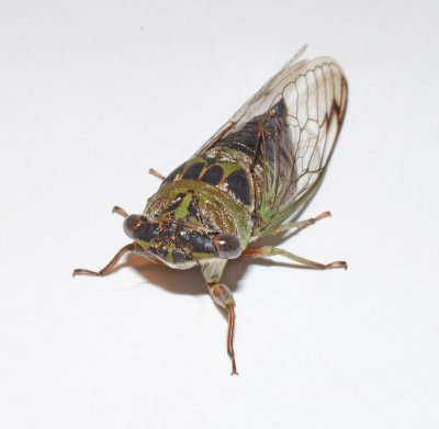 Davis's Southeastern Dog-day Cicada
