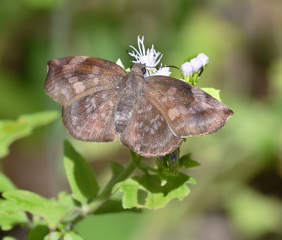 Sickle-winged Skipper (Female)