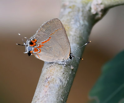Dusky-blue Groundstreak 