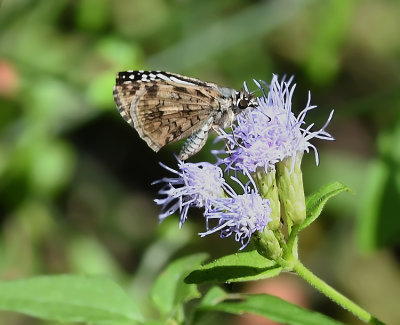 Tropical Checkered-Skipper (Lateral View)
