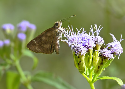 Fawn-spotted Skipper (Lateral)