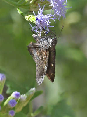Mimosa Skipper 