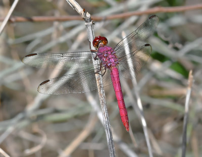 Roseate Skimmer (Male)