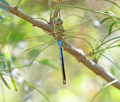 Common Green Darner (Male)