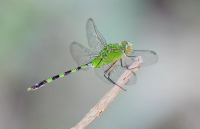 Skimmer Dragonflies: Genus:  Erythemis