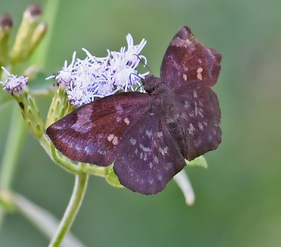 Sickle-winged Skipper (Male)