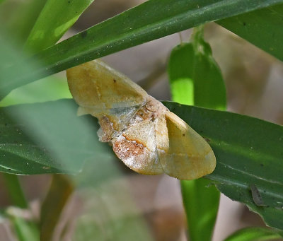 Patalene epionata (6975)