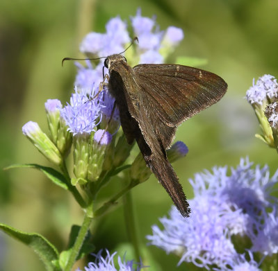Brown Longtail (Male)