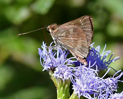 Fawn-spotted Skipper (Lateral)