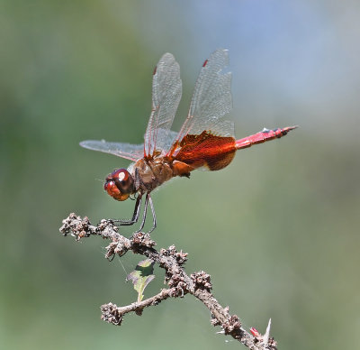 Skimmer Dragonflies: Genus Tramea (Saddlebags)