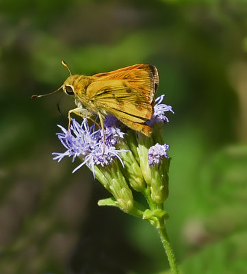 Whirlabout (Male)
