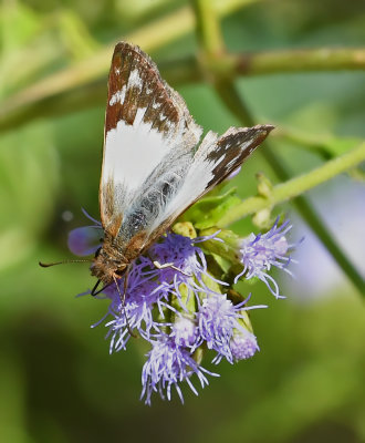 Laviana White-Skipper (Female)